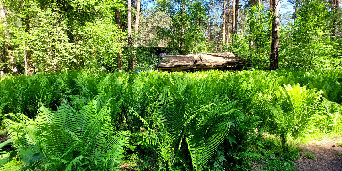 Путешествие на Алтай. 25 локаций за 8 дней (28/130)