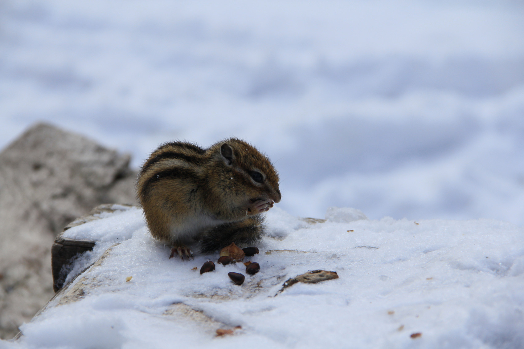 Кругобайкалка + Горы Хамар-Дабана (29/33)