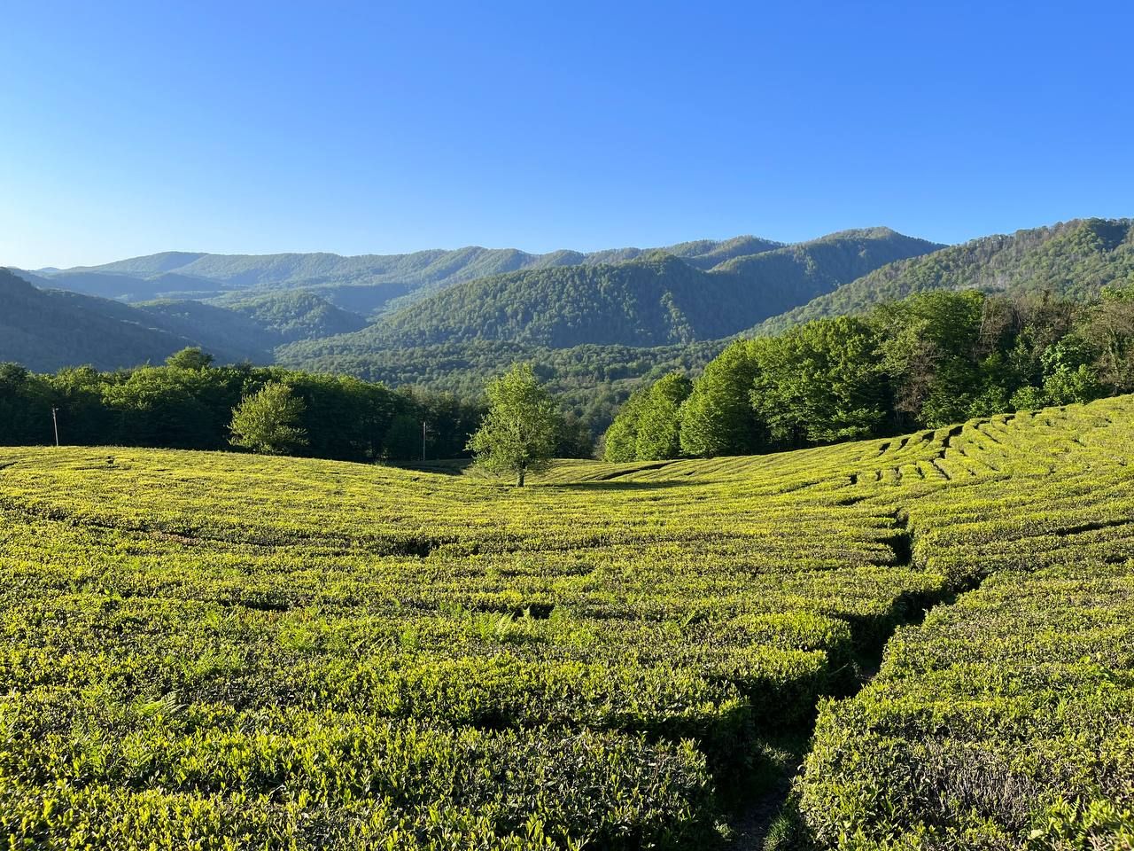 Диджитал детокс тур в Красной Поляне: Разговор с телом (3/24)