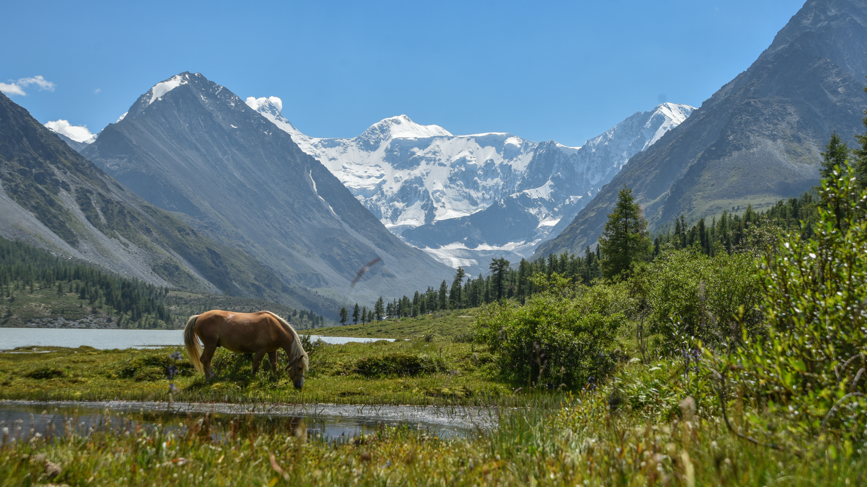 Треккинг к подножию Белухи налегке, с конным сопровождением (8/69)