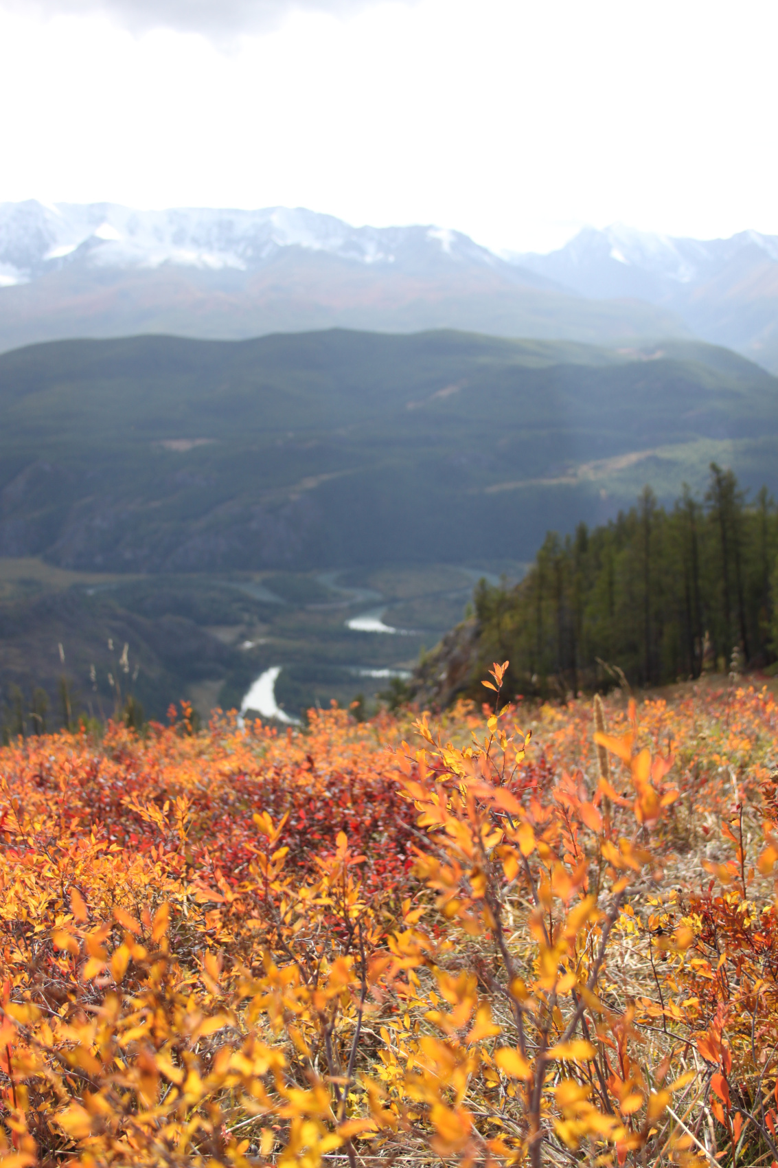 Цветение Маральника + перевал Кату-ярык (6/7)