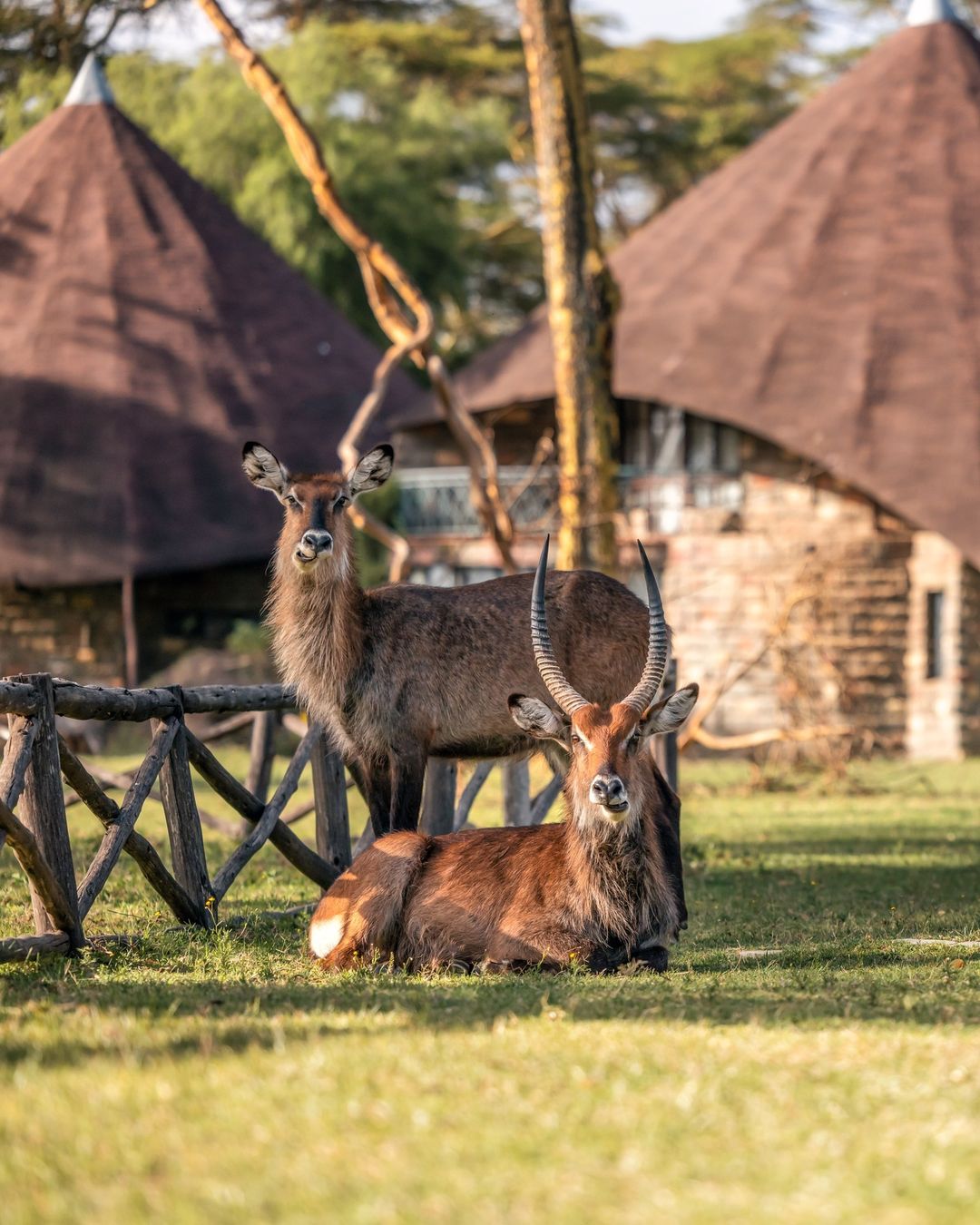 Великая Миграция В Кении 2026 (9/66)