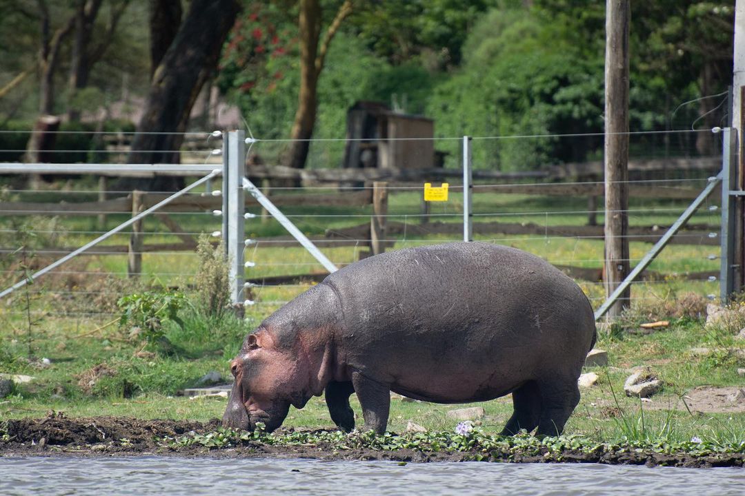 Великая Миграция В Кении 2026 (37/66)
