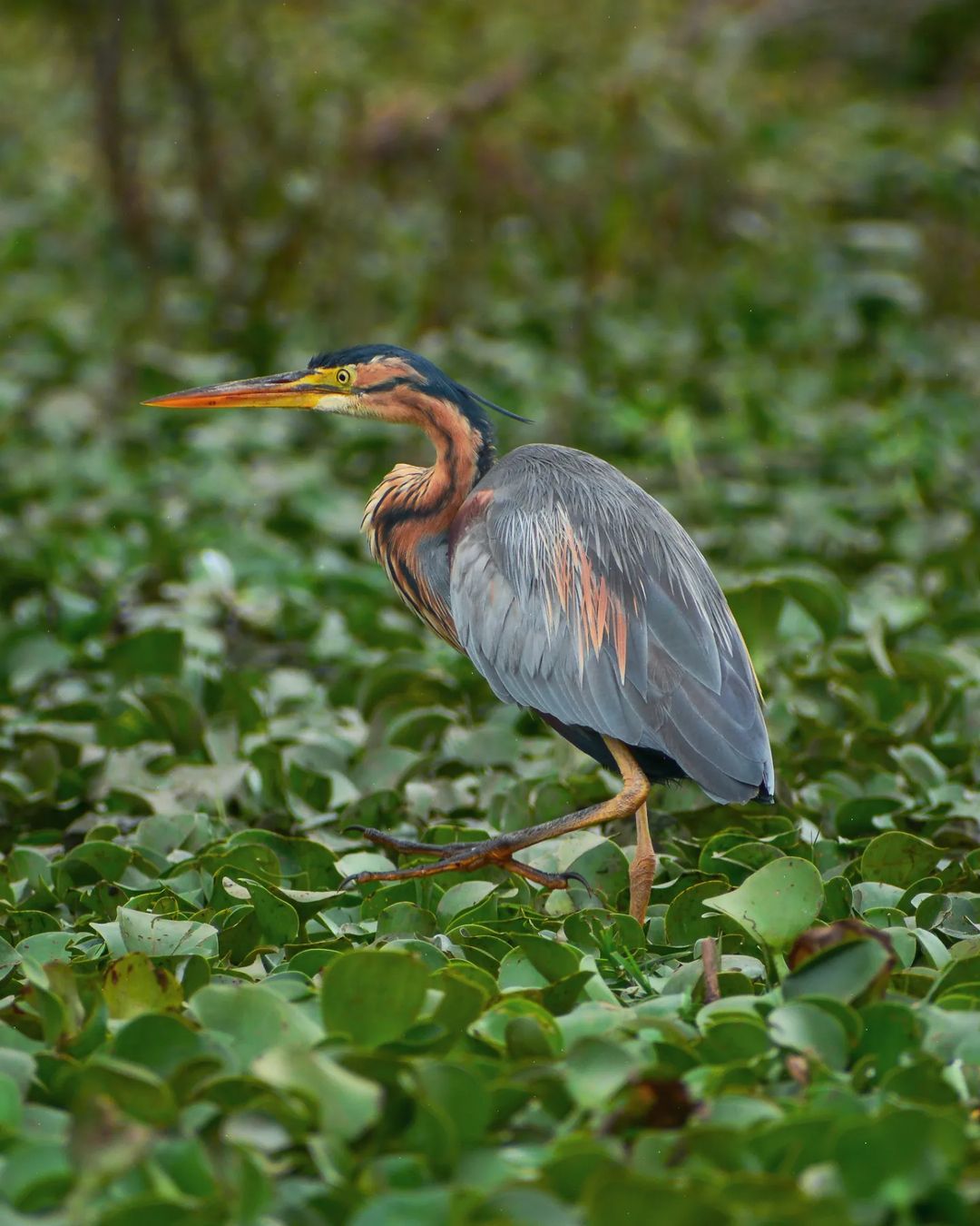 Великая Миграция В Кении 2026 (43/66)