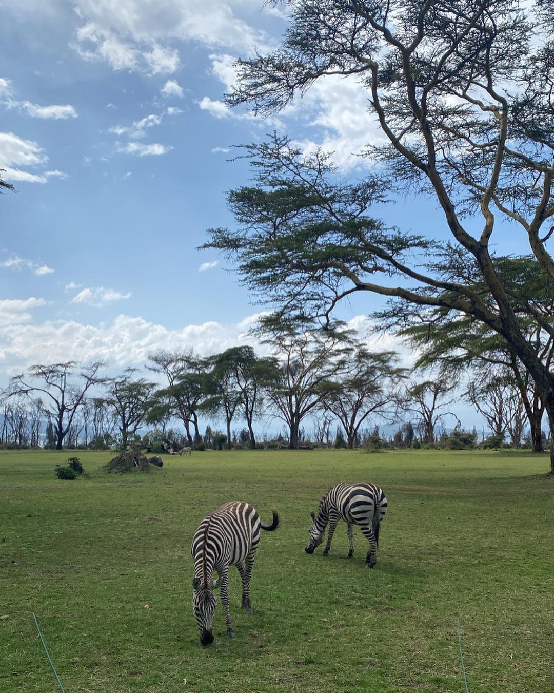 Великая Миграция В Кении 2026 (11/66)