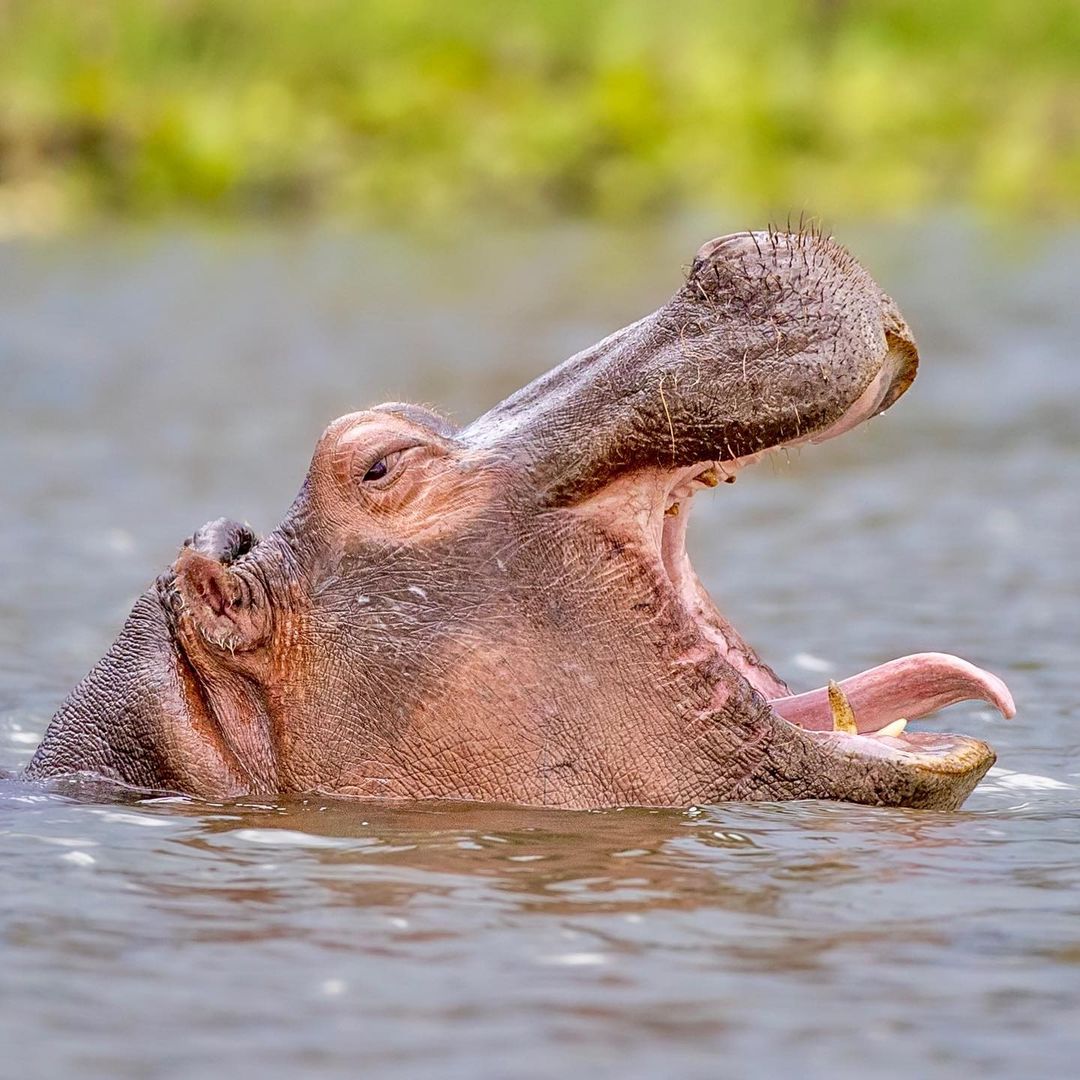 Великая Миграция В Кении 2026 (40/66)