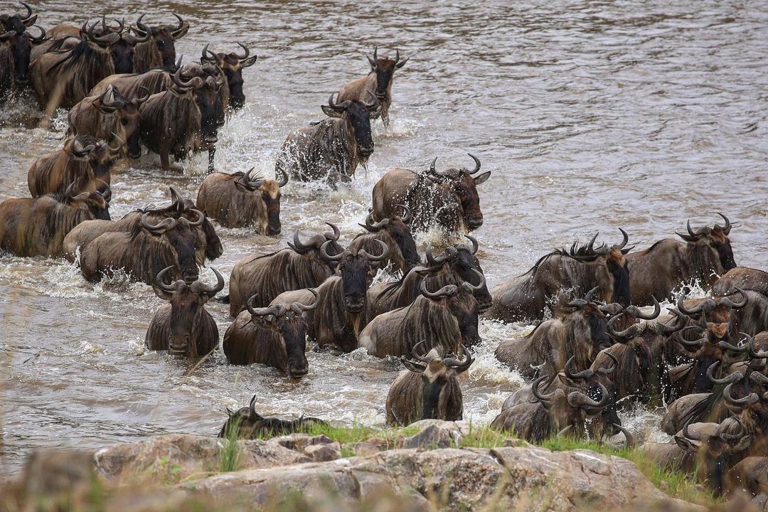 Великая Миграция В Кении 2026 (12/66)