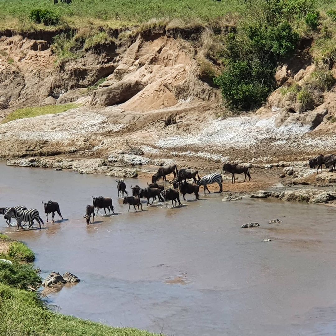 Великая Миграция В Кении 2026 (8/66)