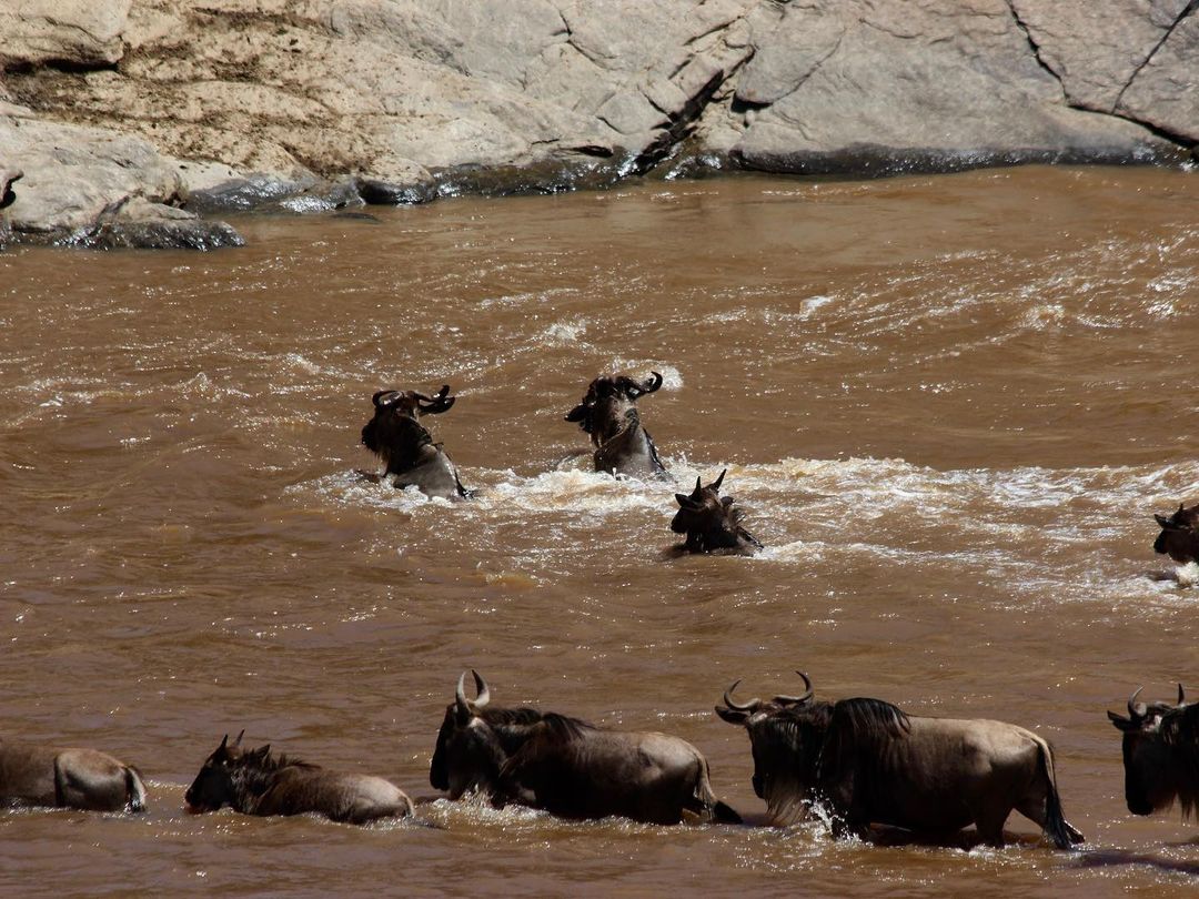 Великая Миграция В Кении 2026 (5/66)