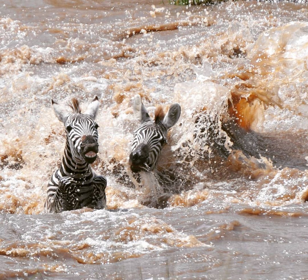 Великая Миграция В Кении 2026 (6/66)