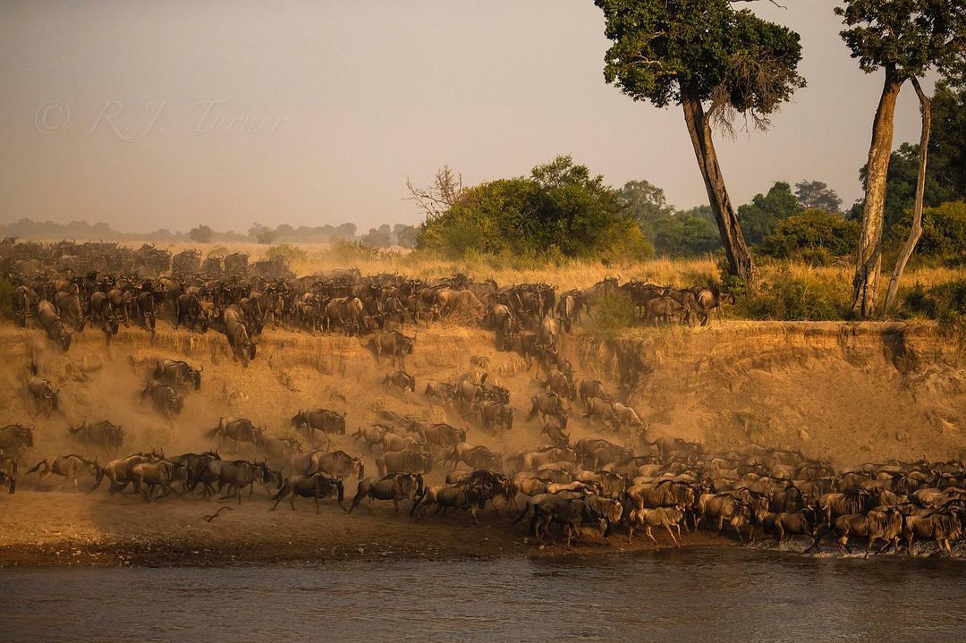 Великая Миграция В Кении 2026 (3/66)