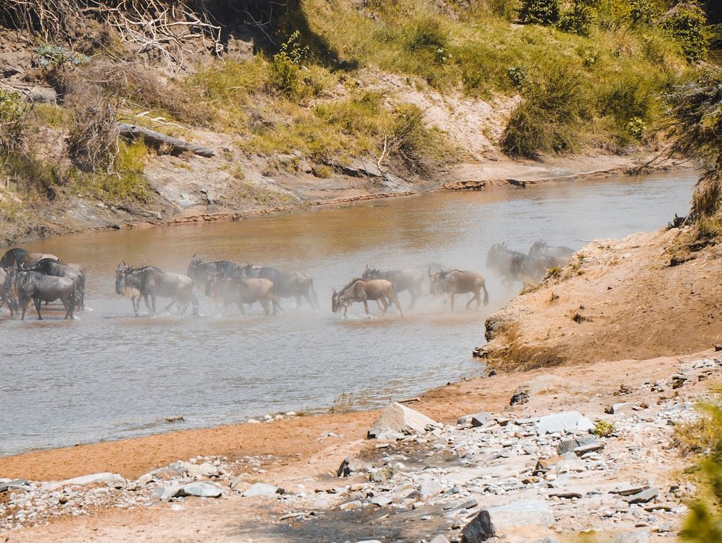 Великая Миграция В Кении 2026 (7/66)