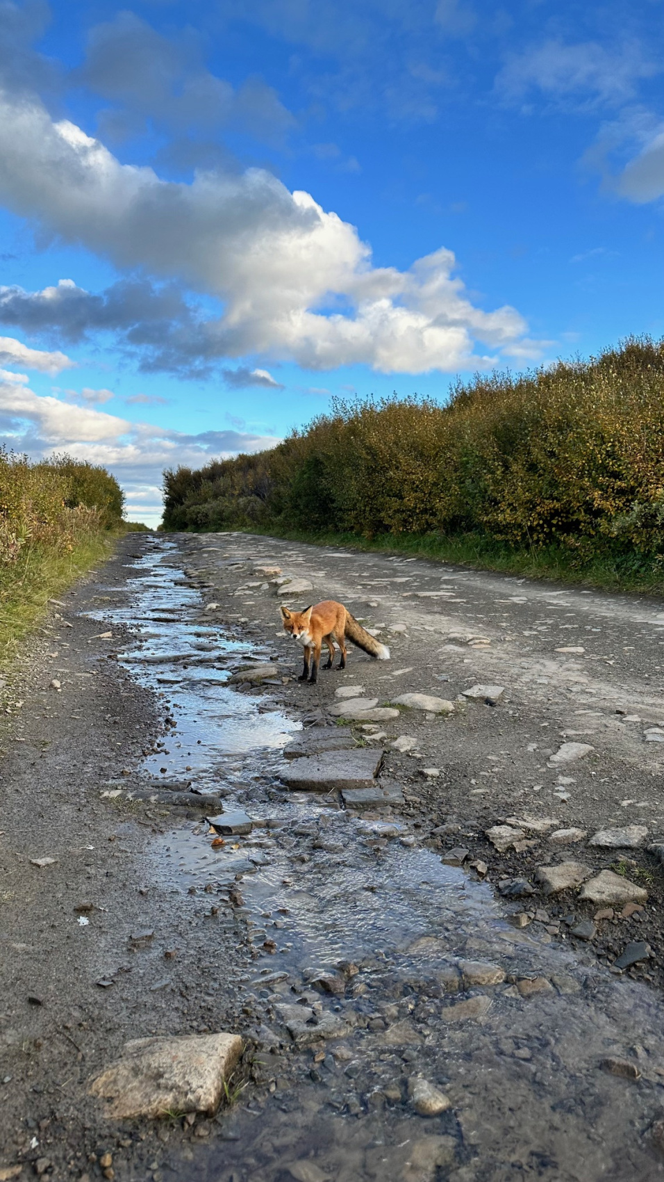 Полуострова Средний и Рыбачий. Там где начинается Россия (15/26)
