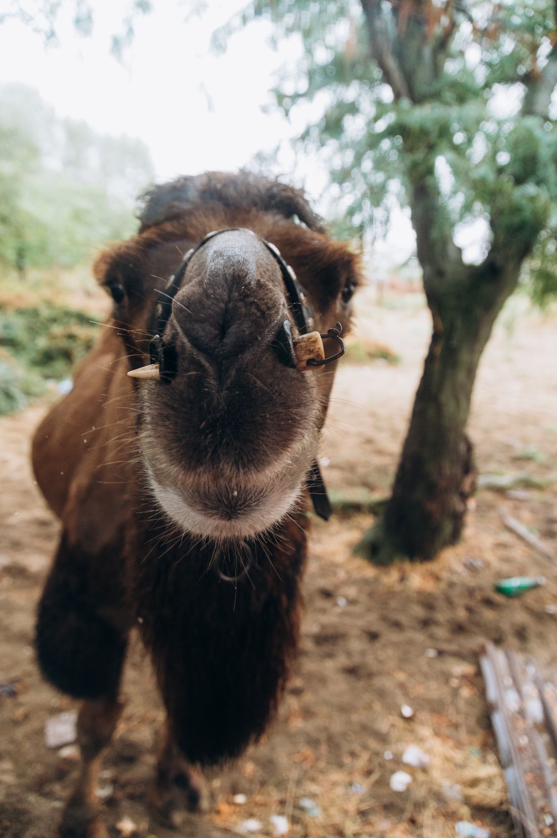 Комфорт-тур Сердце Дагестана за 5 дней. Топ-локации, уникальный маршрут! (28/115)