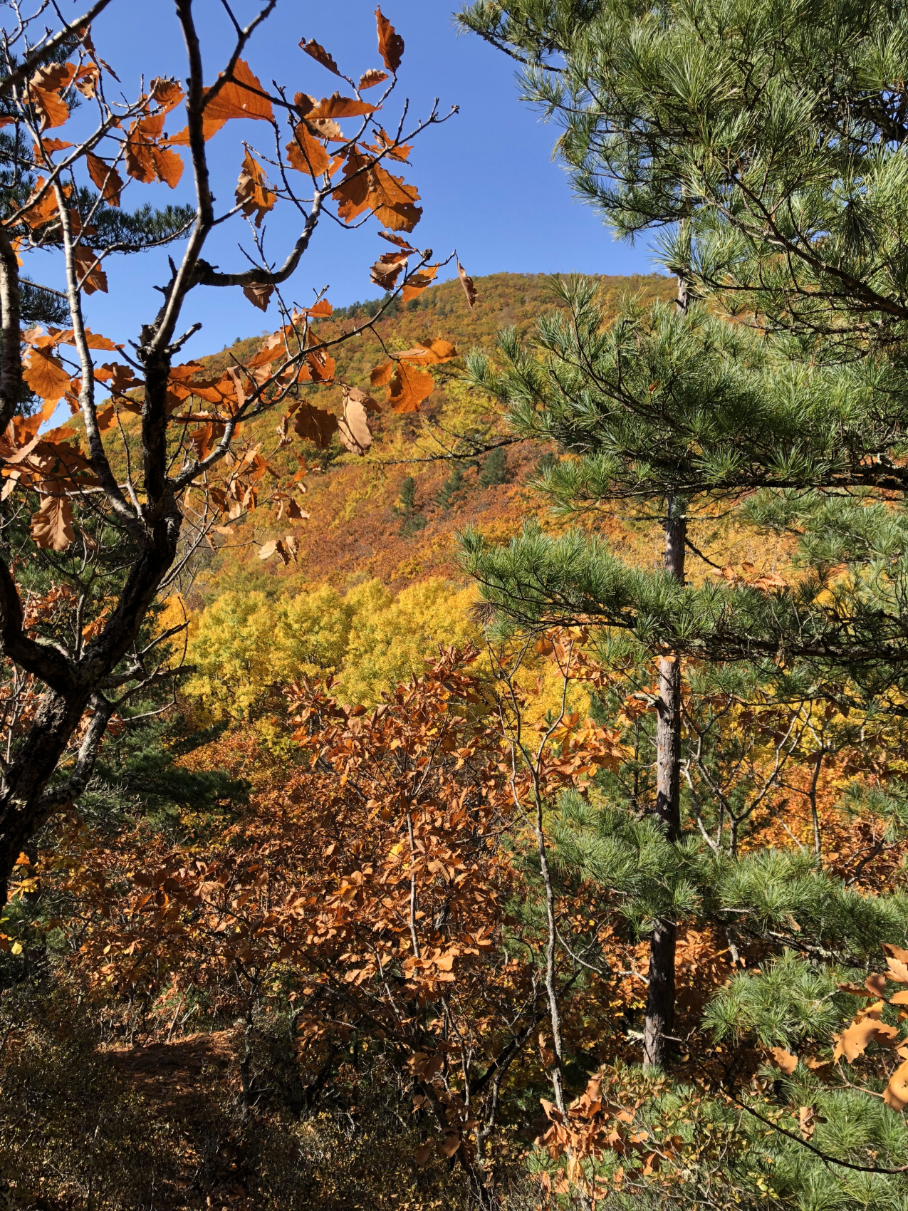 Бархатное Приморье. Полкрая за 10 дней с комфортом. (5/57)