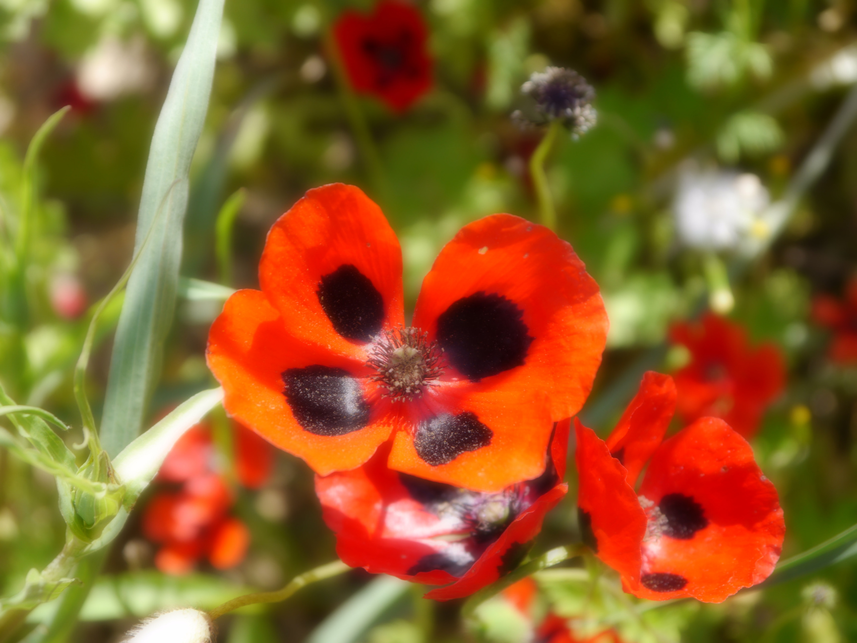 Шикарные выходные в Дагестане: Сарыкум, Сулакский каньон и ещё красоты (4/15)