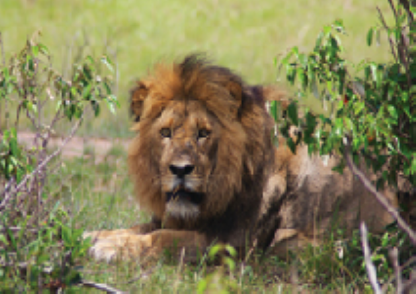 Сафари в Кении по Рифтовой долине 5 дней (3/15)