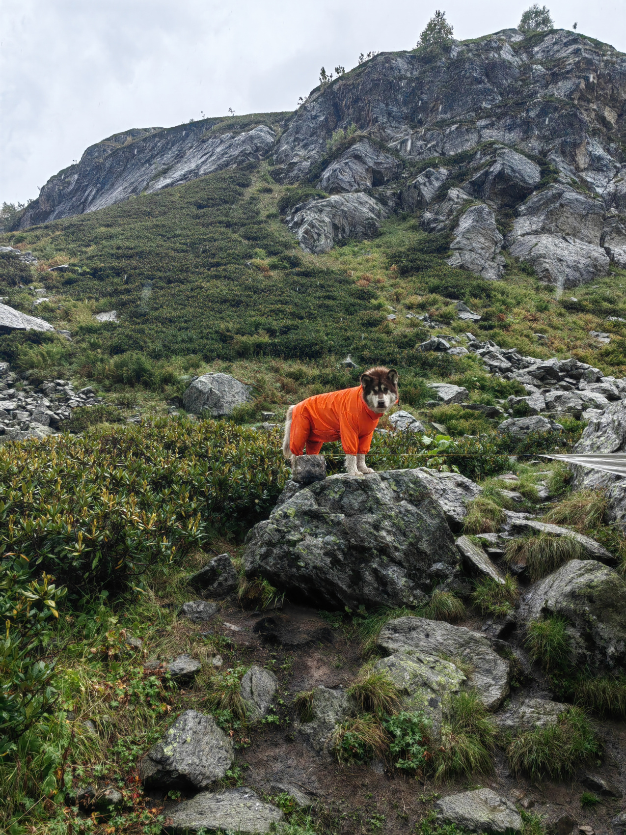 Архыз с комфортом в компании маламута! (12/54)