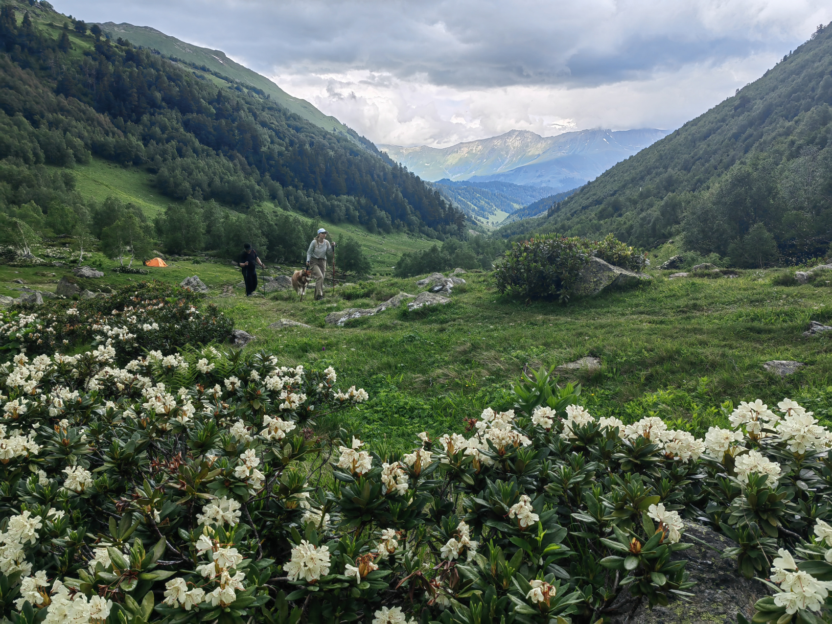 Архыз с комфортом в компании маламута! (5/54)