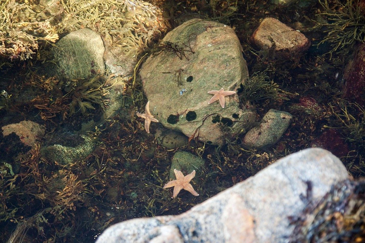 Соловки  Где Природа Встречается С Историей (13/30)