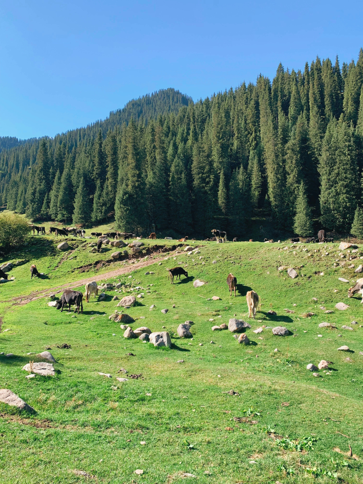 Тяньшань  Властелин небес. Затерянный мир Киргизии (4/27)
