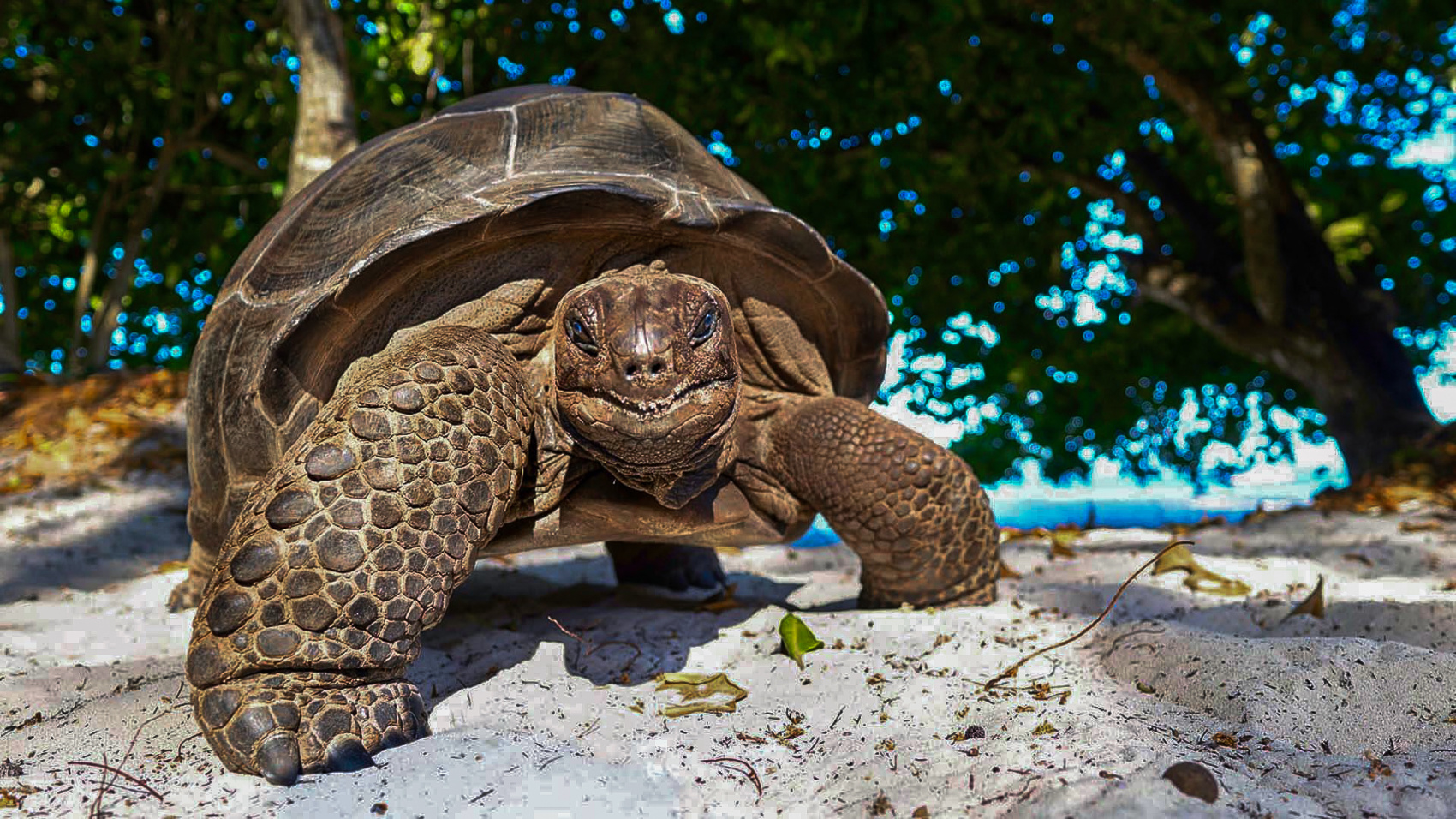 Занзибар, пляжный отдых + активности: Отель Gold Zanzibar 5  9дней/8н (8/9)