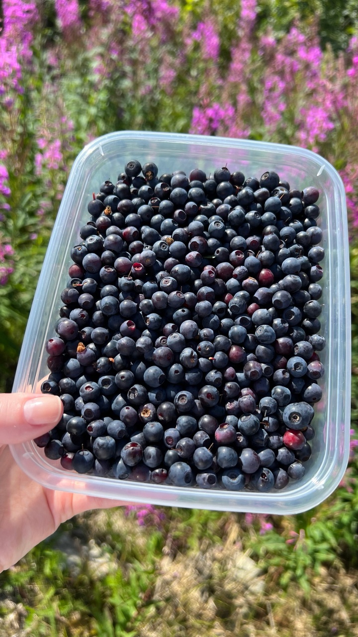 Экспедиция по Кольскому полуострову. Терский берег (22/49)