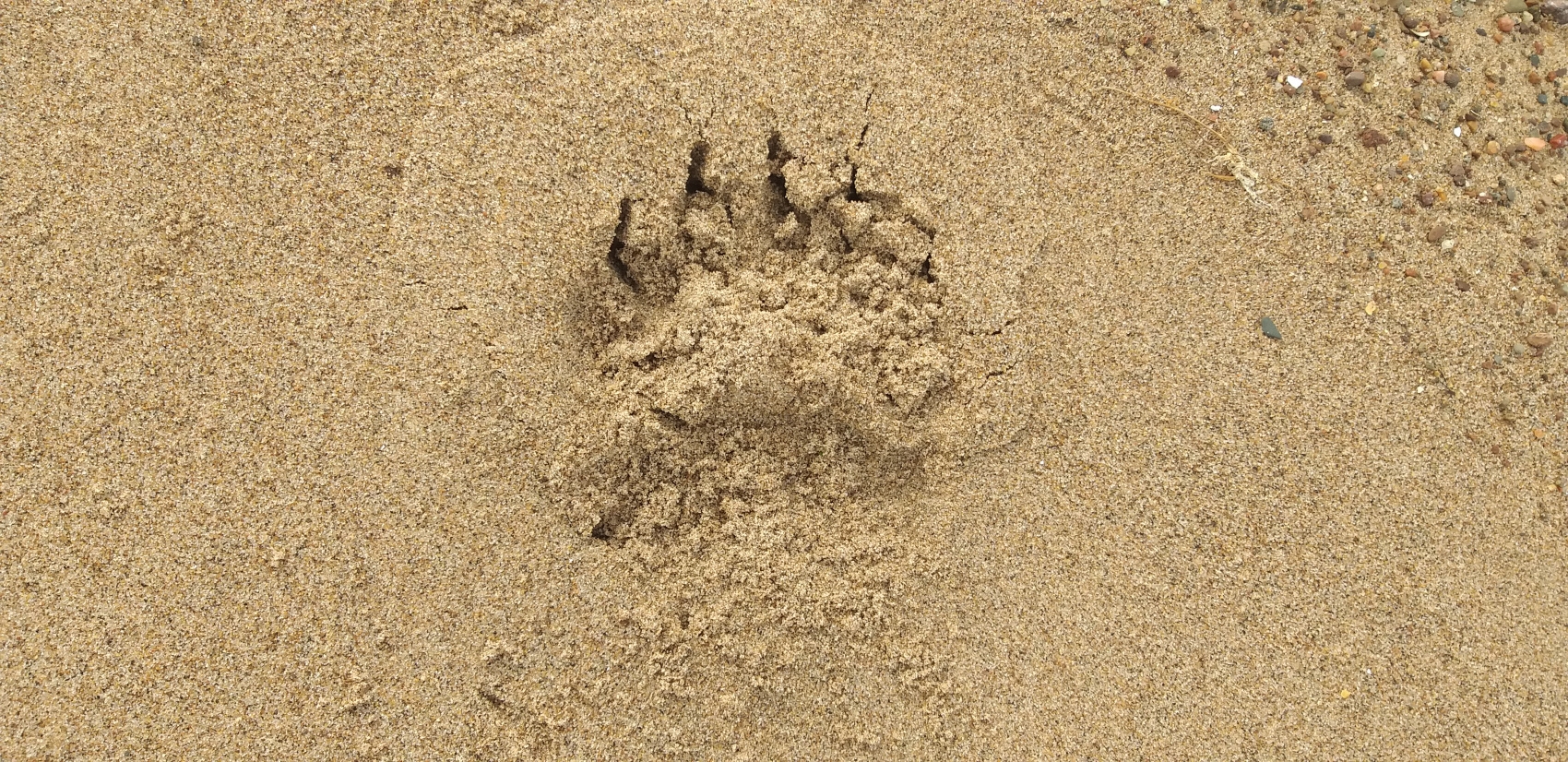 Экспедиция по Кольскому полуострову. Терский берег (10/49)