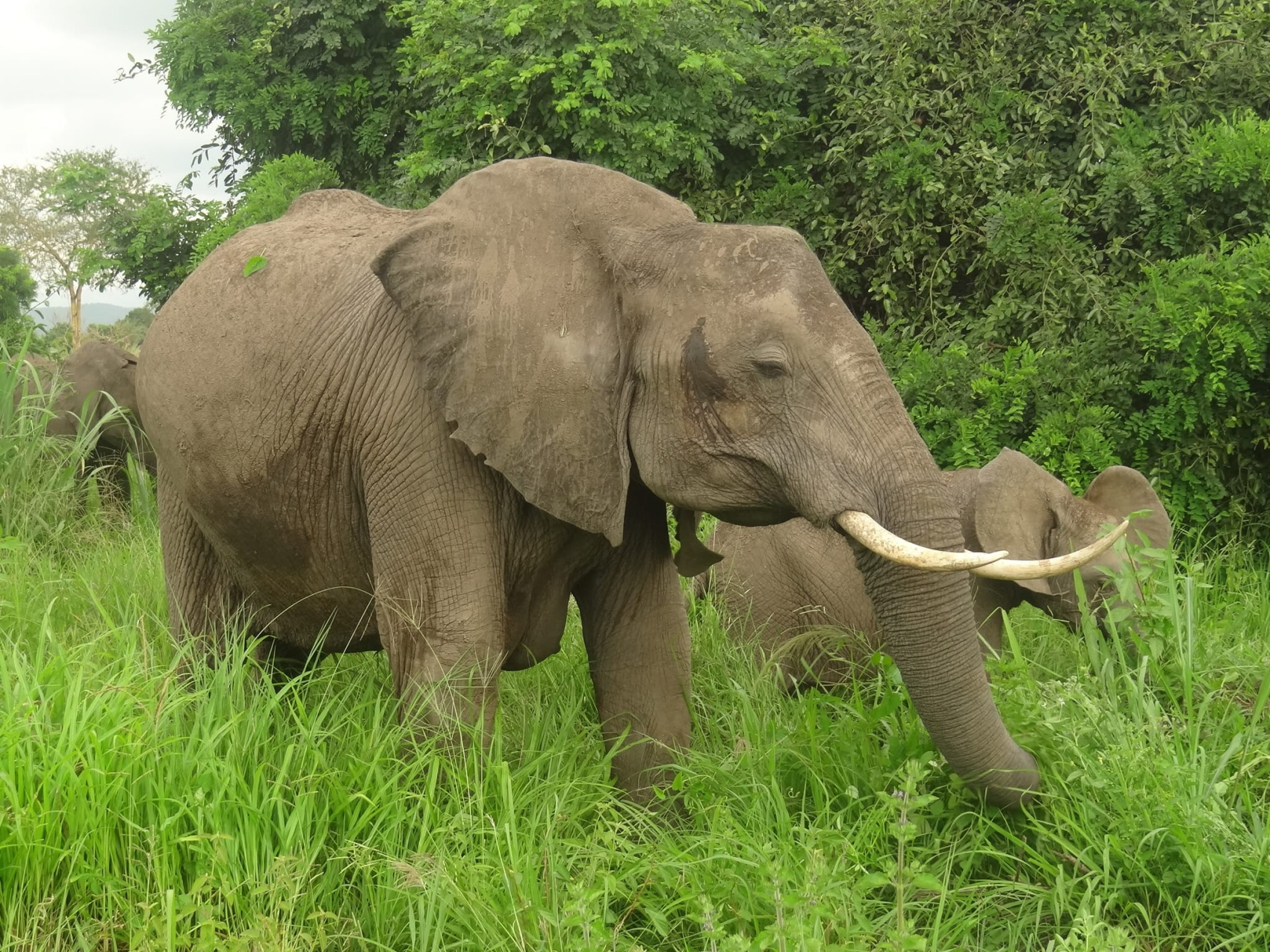 4 дня «Насладитесь коротким сафари по Танзании с комфортабельными номерами (3/16)