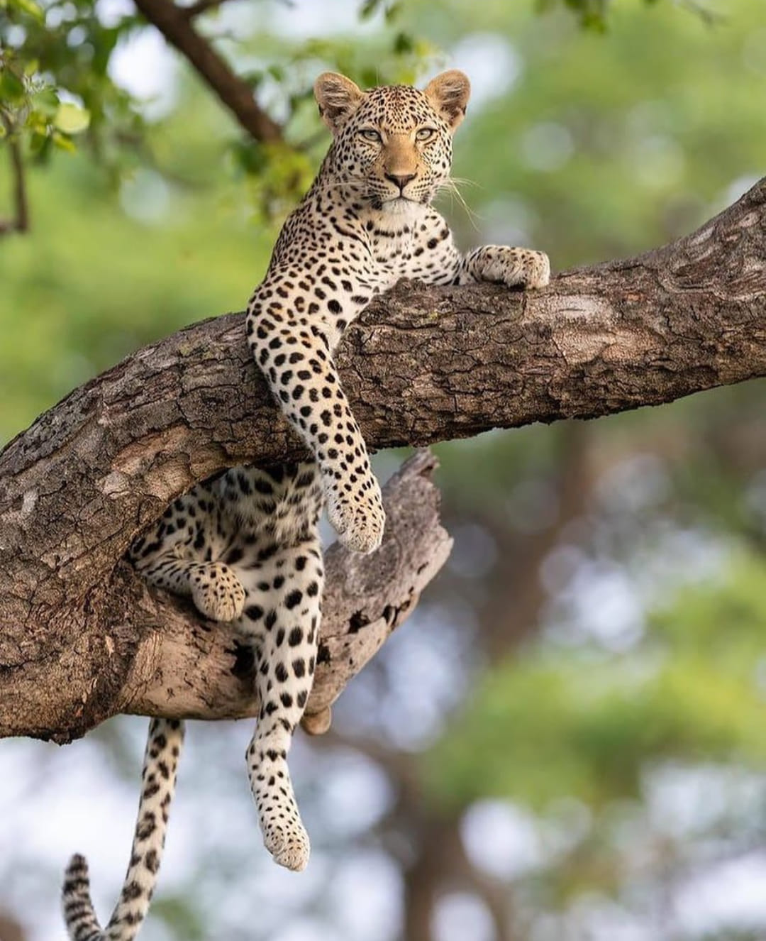 4 дня «Насладитесь коротким сафари по Танзании с комфортабельными номерами (2/16)