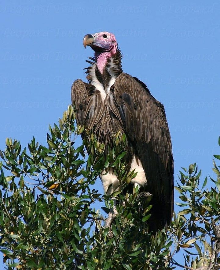 4 дня «Насладитесь коротким сафари по Танзании с комфортабельными номерами (8/16)