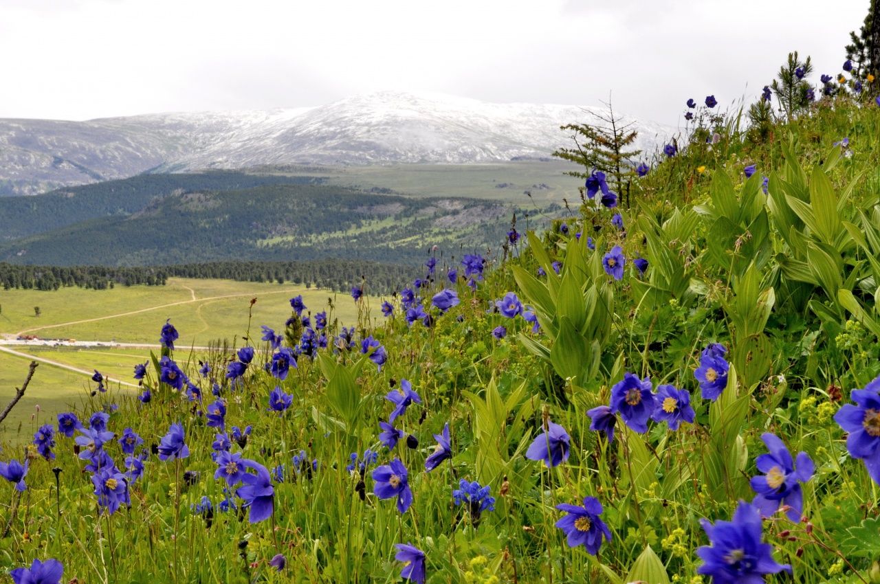 Алтайские Приключения 2026. Катунь, висячий камень, кони, сплав. (8/30)