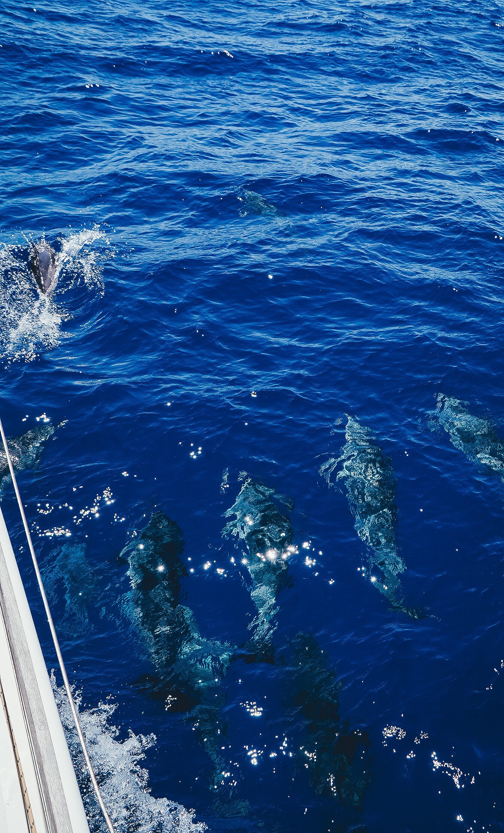 Затерянный мир: Азорские острова (37/55)