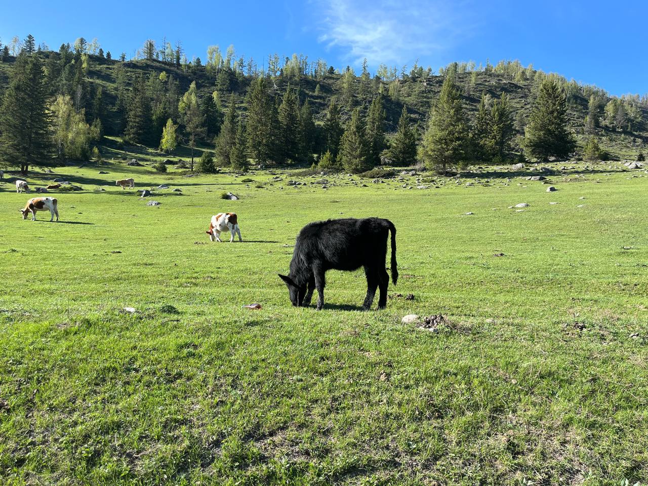 Феникс -перерождение на Алтае. (7/22)