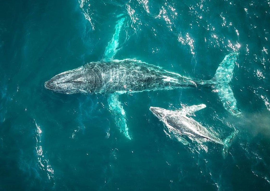 Арктический Вау - киты, водопады, Хибины (2/14)