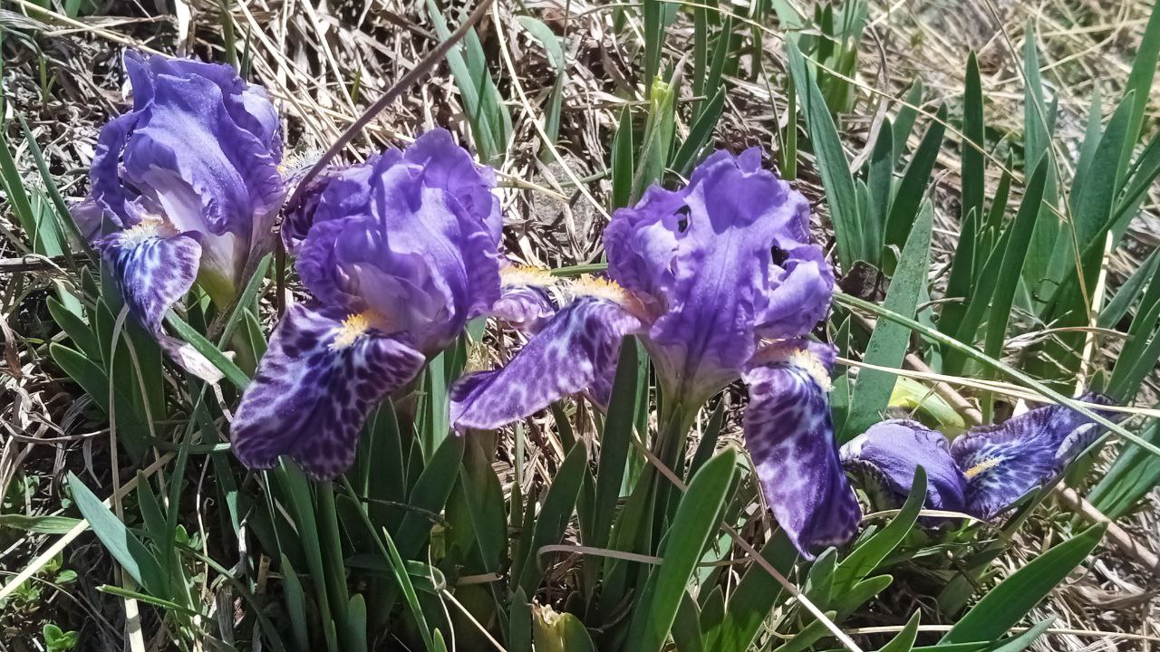 Индия: четыре бриллианта (58/127)