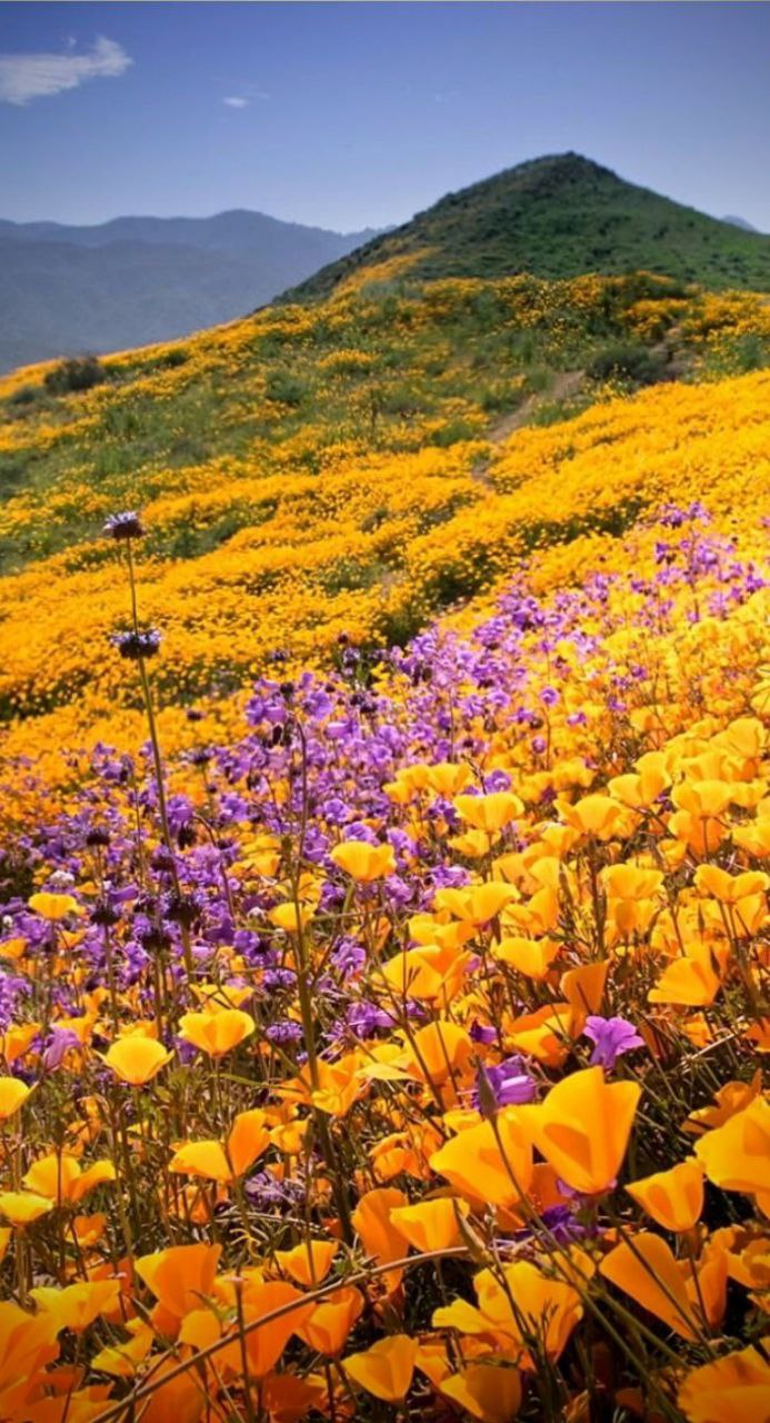 Индия: четыре бриллианта (53/127)