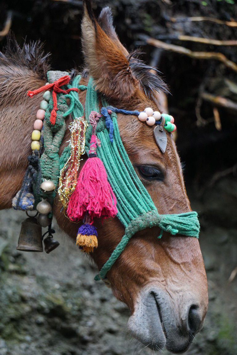 Индия: четыре бриллианта (22/127)