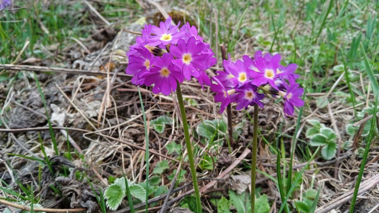 Индия: четыре бриллианта (60/127)