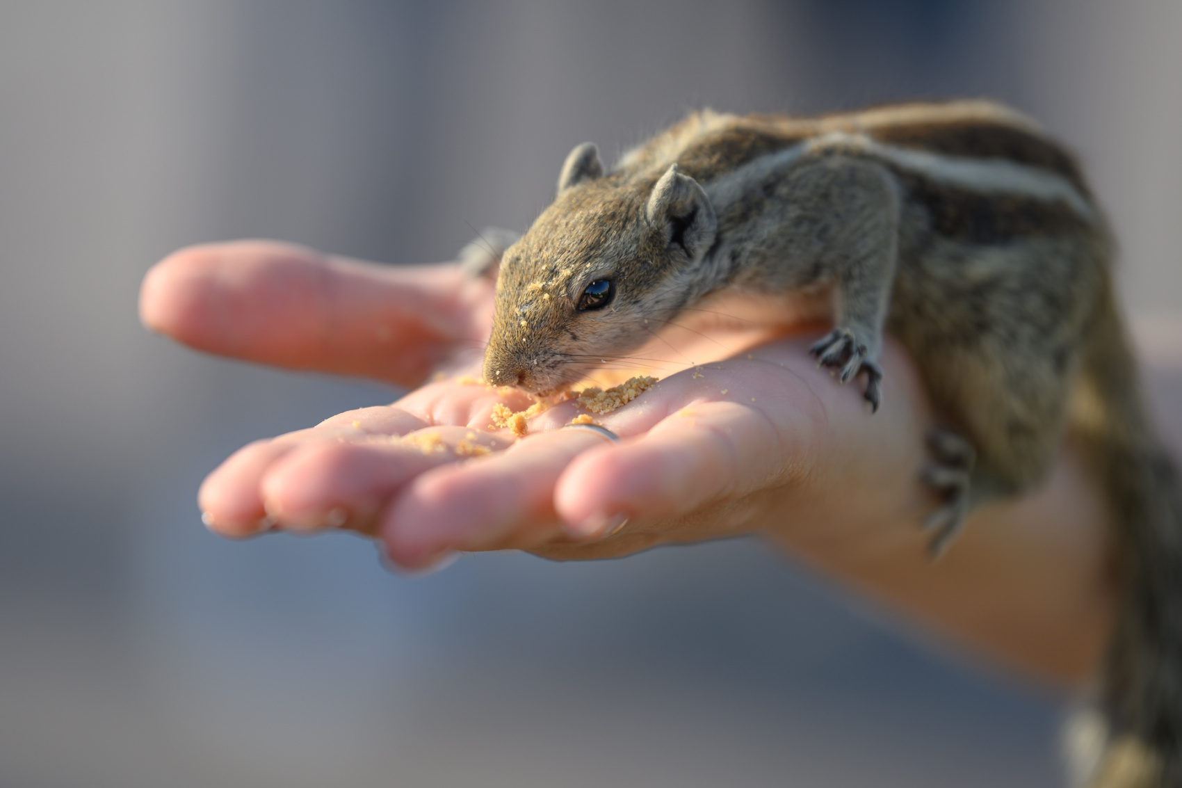 Золотой треугольник + Варанаси + праздник Холи (6/54)