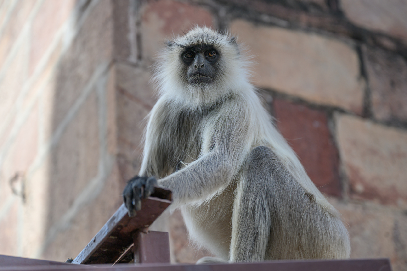 Золотой треугольник + Варанаси + праздник Холи (10/54)