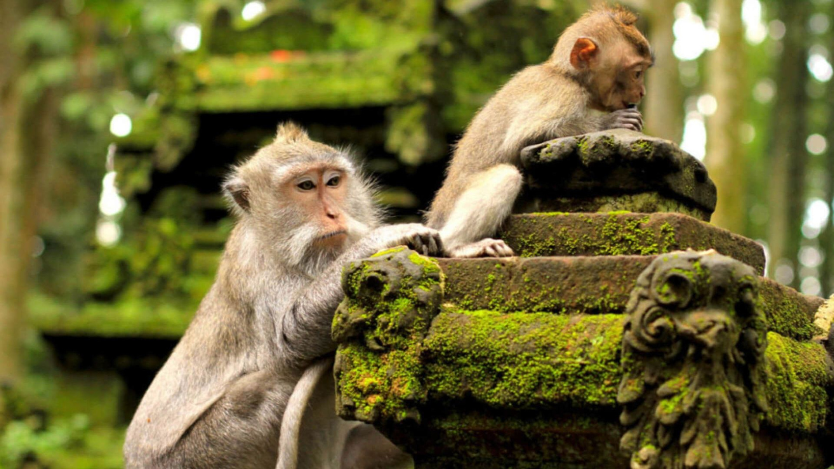 Тур по Индонезии: Ява и Бали за 12 дней. Вулканы, храмы и моря. (16/66)