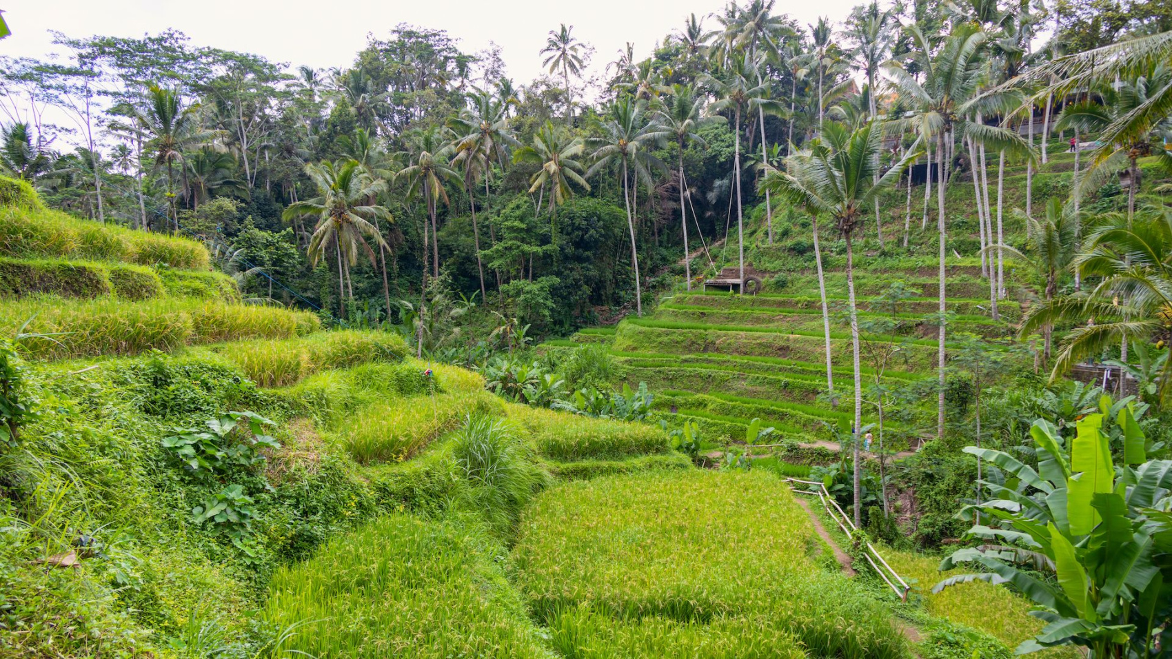 Тур по Индонезии: Ява и Бали за 12 дней. Вулканы, храмы и моря. (20/66)
