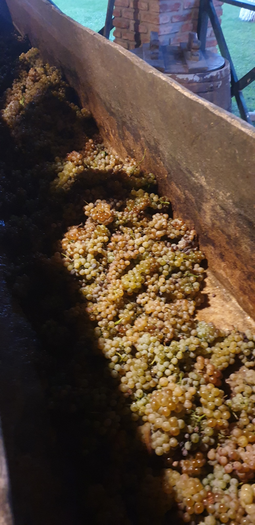 Ртвели  праздник урожая в Грузии. Осенний тематический тур (2/100)