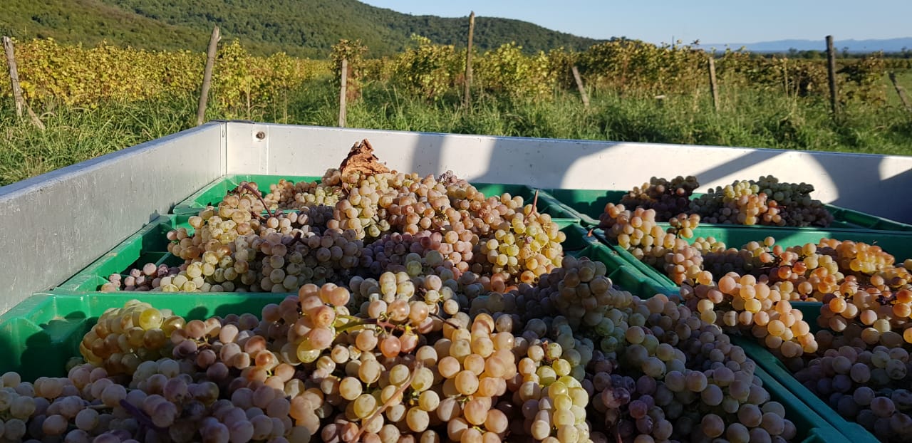 Ртвели  праздник урожая в Грузии. Осенний тематический тур (4/100)