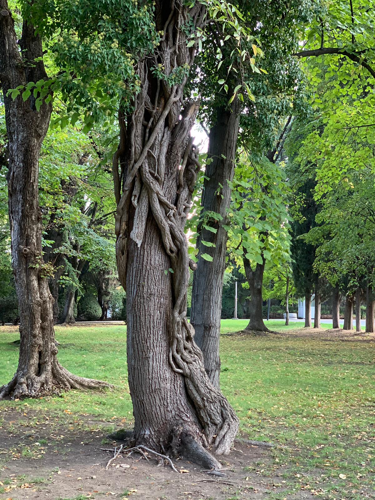 Ртвели  праздник урожая в Грузии. Осенний тематический тур (50/100)