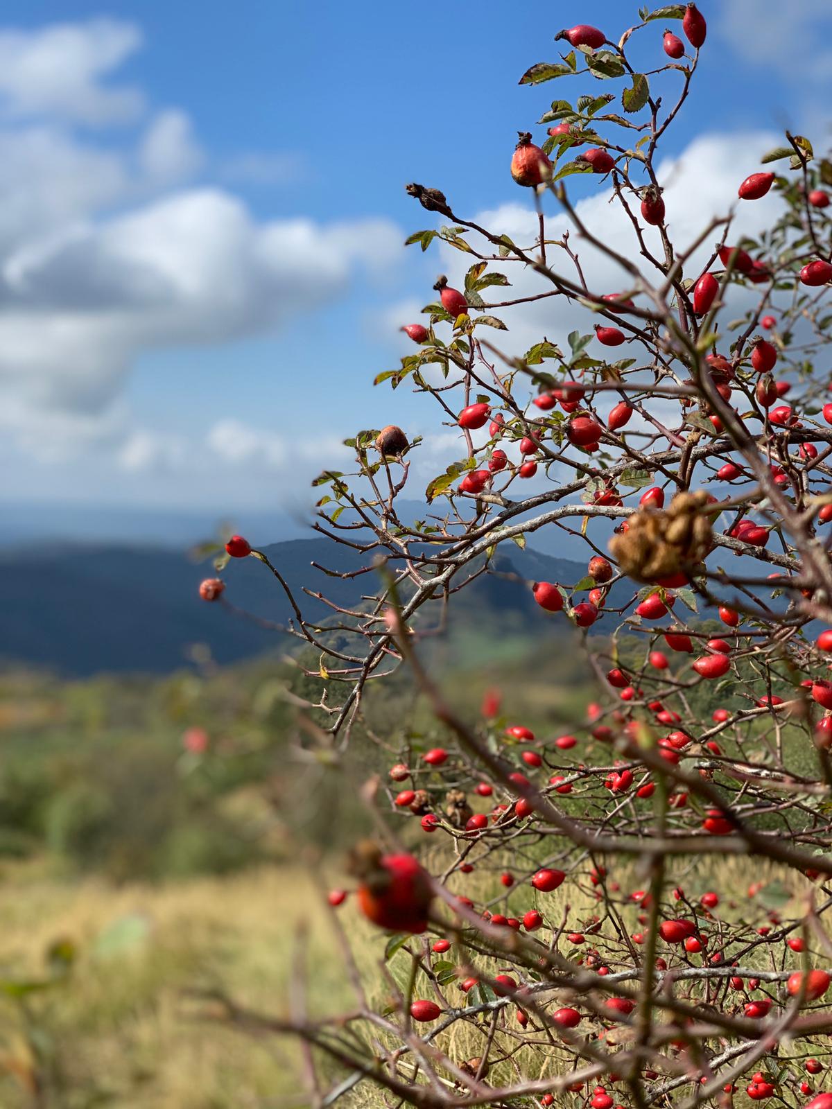 Ртвели  праздник урожая в Грузии. Осенний тематический тур (48/100)