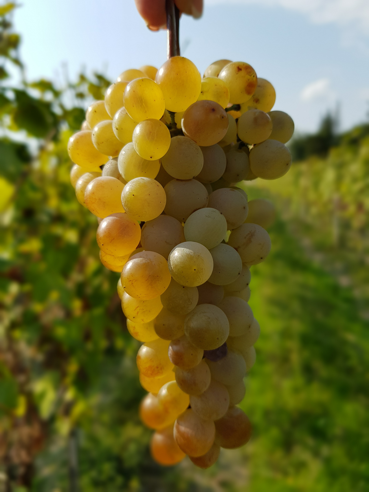 Ртвели  праздник урожая в Грузии. Осенний тематический тур (22/100)