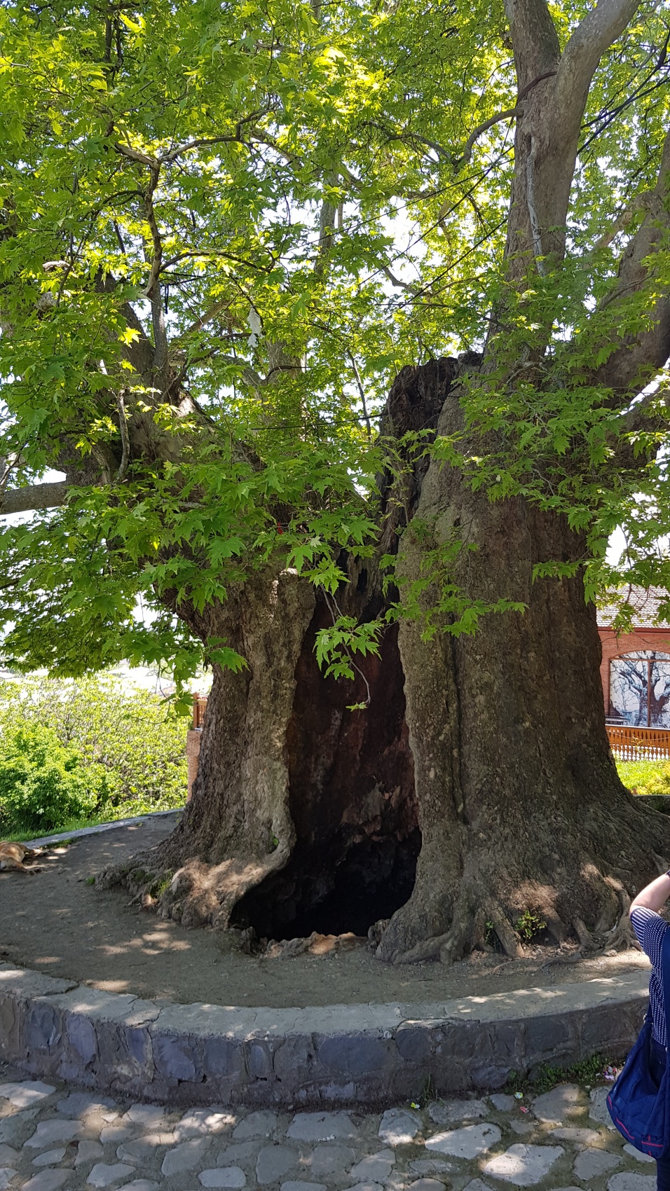 Ртвели  праздник урожая в Грузии. Осенний тематический тур (9/100)