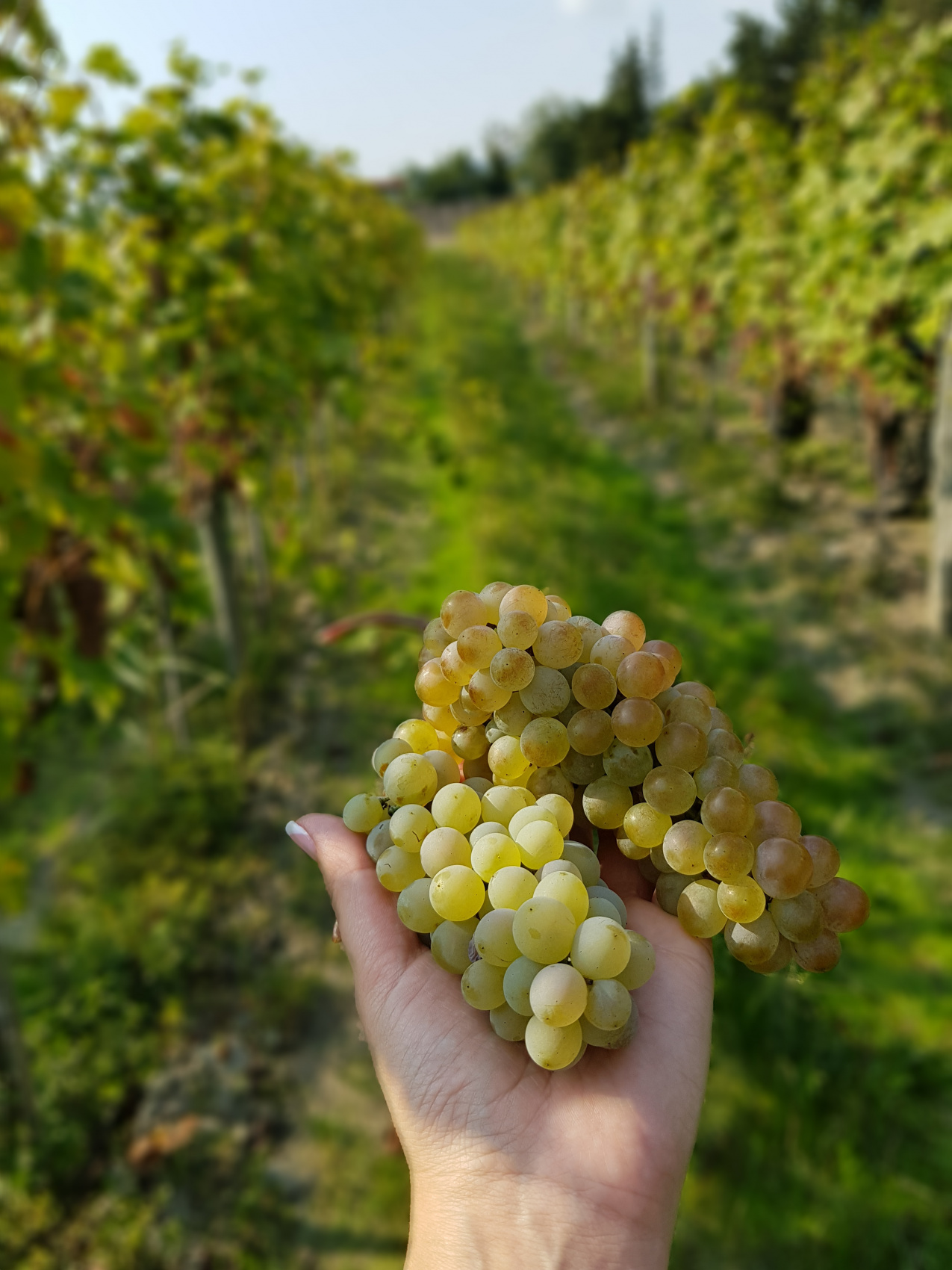 Ртвели  праздник урожая в Грузии. Осенний тематический тур (5/100)